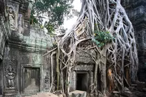 Cảnh tượng kinh ngạc ở ngôi đền Khmer bị cây cổ thụ phủ kín