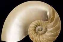 Tiết lộ sốc: Đường xoắn Fibonacci có thật sự xuất hiện khắp vũ trụ?