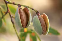 Gallery - [GALLERY] Loại hạt vài chục nghìn ở chợ Việt, giúp bổ sung đạm, tốt cho da - image 12