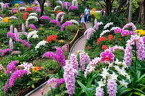 Khám phá 'lá phổi xanh' hơn 160 năm tuổi nổi tiếng toàn cầu của Singapore