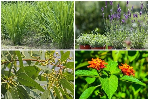 10 loại cây đuổi rắn hiệu quả nên trồng quanh nhà 