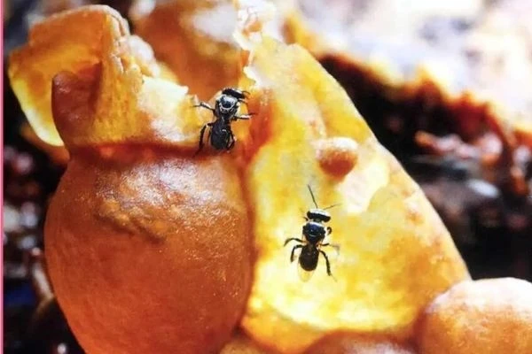 Đặc sản nghe tên "ngượng đỏ mặt" giá 2 triệu đồng/lít