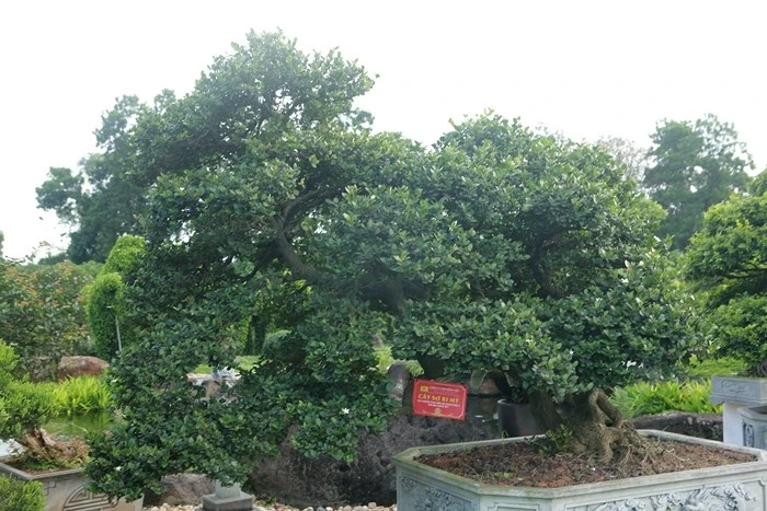 Cây ăn quả dân dã lên chậu thành bonsai hút khách, có cây 7 tỷ đồng