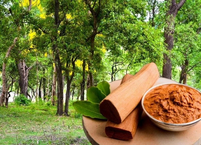 Loại gỗ chứa "vàng thơm", đại gia có tiền cũng khó mua
