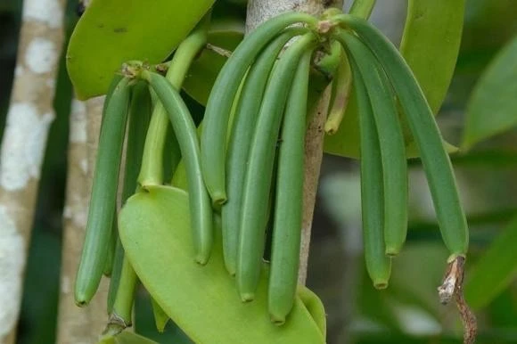 Loại cây được ví như "vàng đen", cho quả 20 triệu/kg