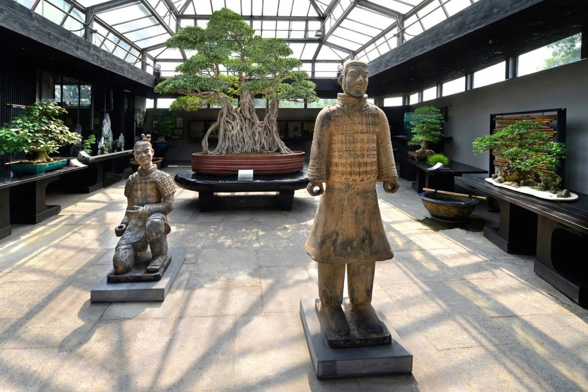Top 5 cây bonsai lâu đời nhất thế giới 