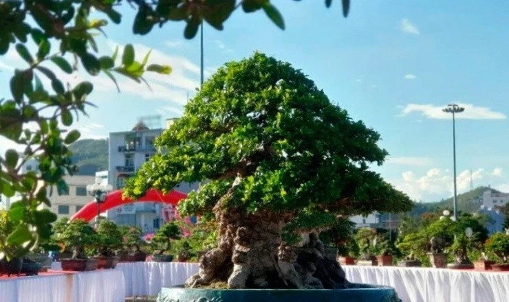 Cây mọc bờ rào bất ngờ thành bonsai hơn 1 tỷ đồng