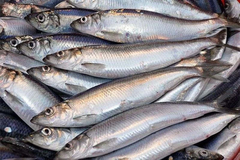 2 loại cá "tốt nhất thế giới", ở Việt Nam chỉ vài chục nghìn/kg