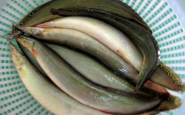 Lộc trời "ẩn trong bùn đất" xưa nhà nghèo ăn, nay 350.000 đồng/kg