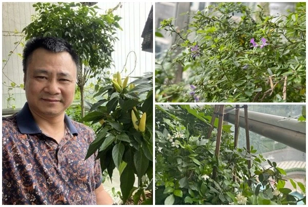 Tận thấy ban công xanh mướt trong nhà NSND Tự Long 