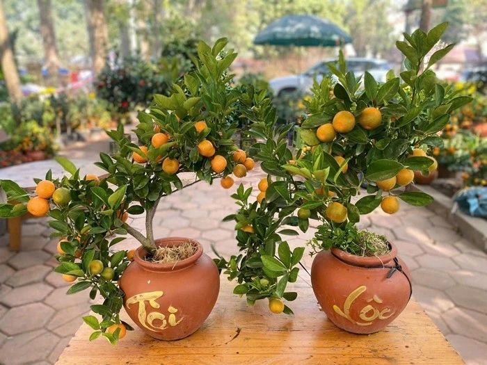 5 cây cảnh người giàu thường bí mật trồng trong nhà 