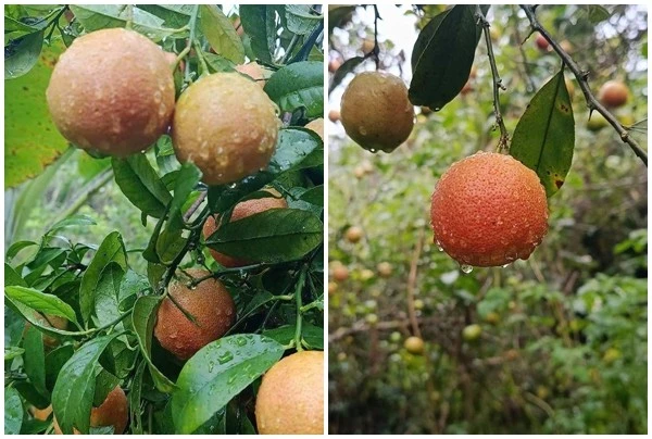 Quả rừng xưa rụng đầy gốc bất ngờ thành đặc sản dân phố lùng mua