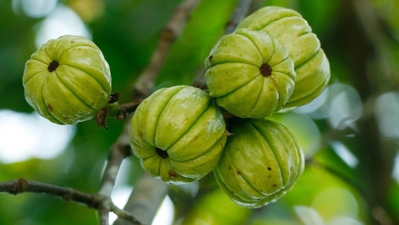 Quả dại trong rừng thành "mỏ tiền", gần 200.000 đồng/kg