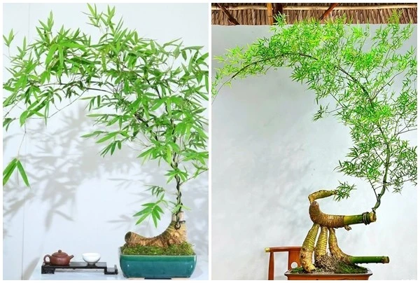 Cây mọc bờ bụi lên đời thành bonsai vài chục triệu hút khách 