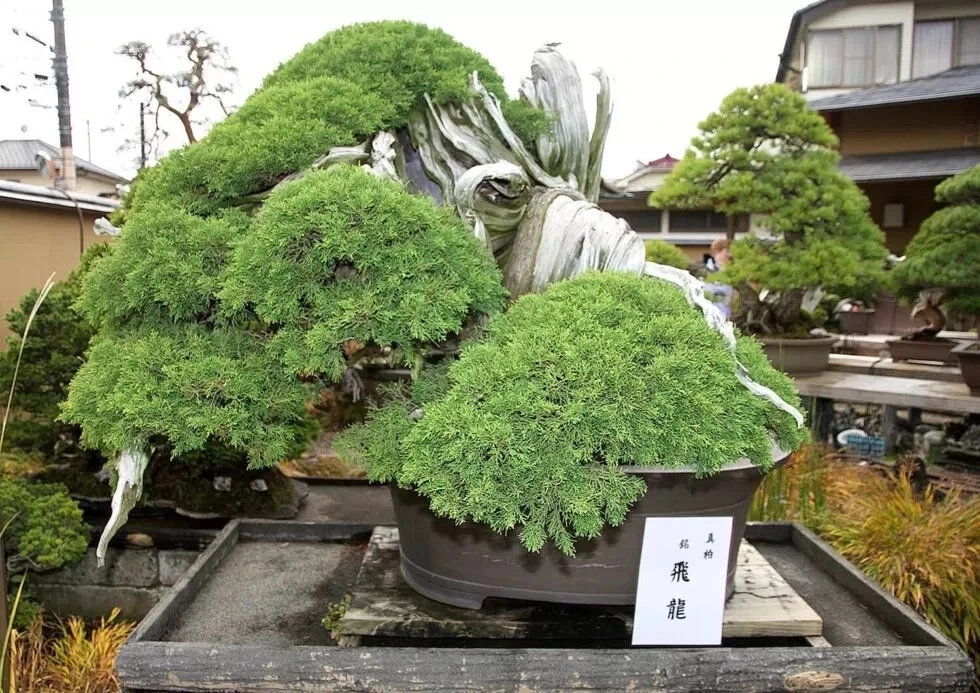 Chiêm ngưỡng 5 tác phẩm bonsai cổ nhất thế giới 