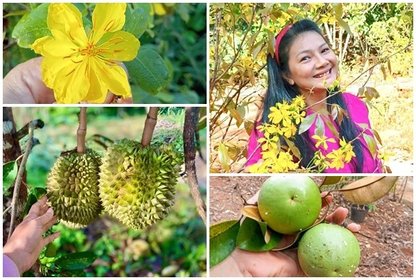 Nhà vườn 6.000m2 lúc lỉu trái cây của "nữ hoàng cảnh nóng" Kiều Trinh