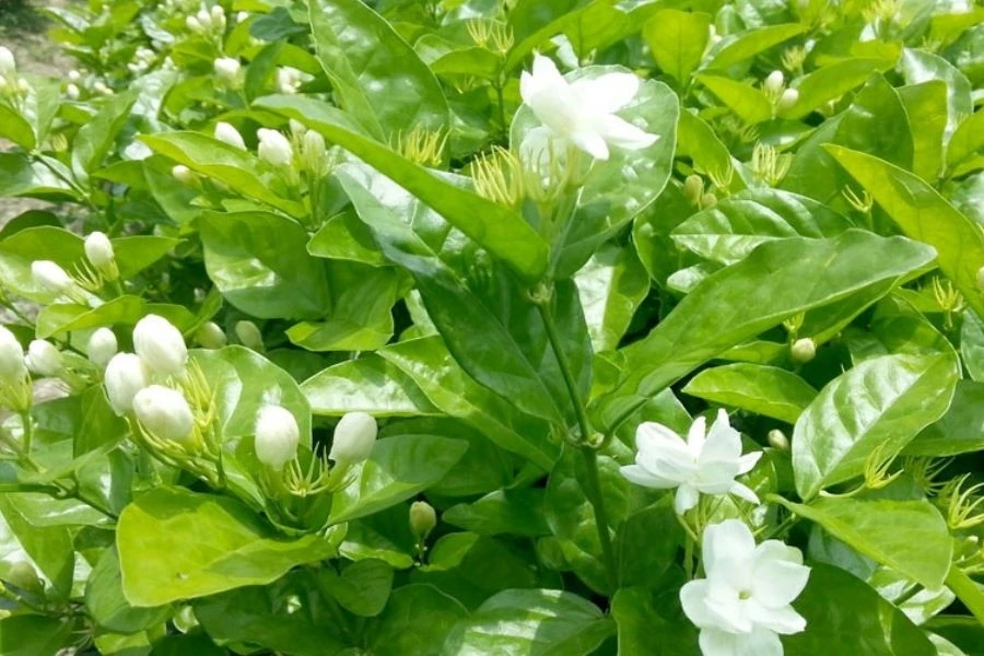 Loại hoa "rẻ bèo" ở Việt Nam sang nước ngoài nửa triệu đồng/kg