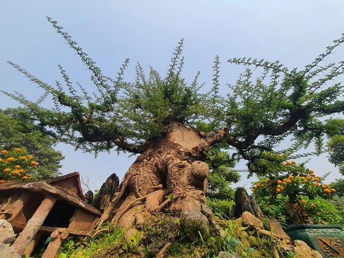 Cây mọc bờ rào "lên chậu" thành bonsai độc lạ, có cây nửa tỷ đồng