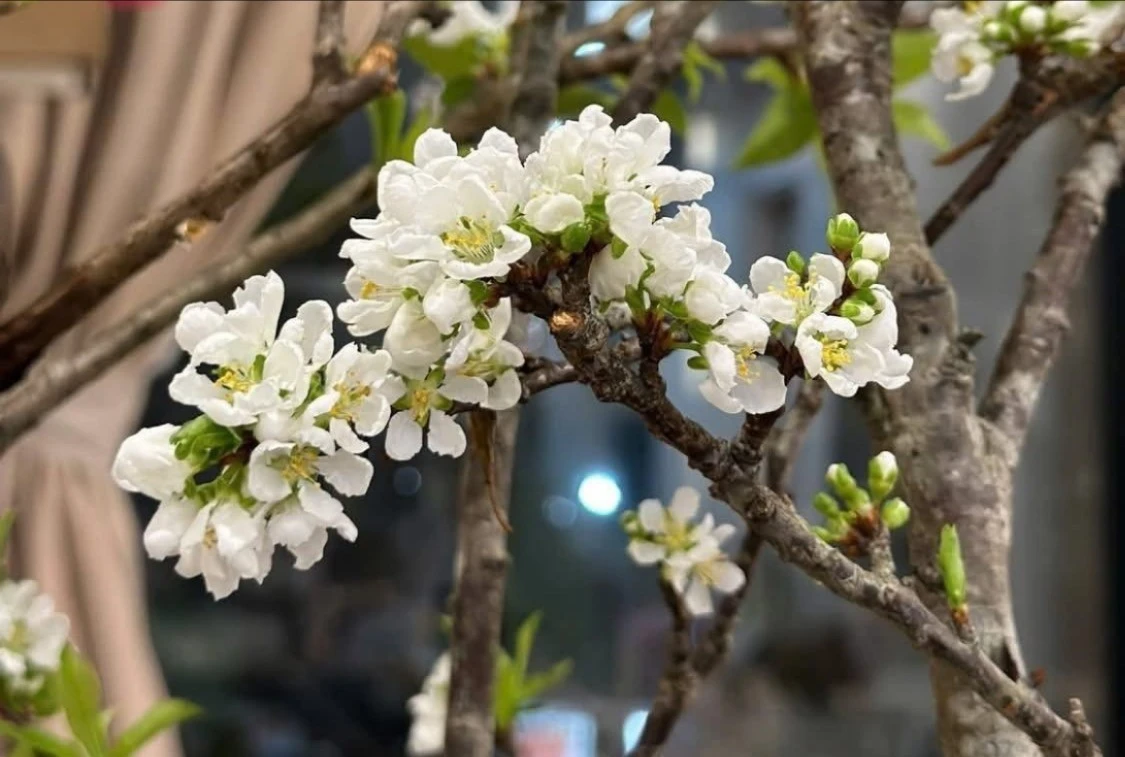 Mận rừng xuống phố 'ngóng' khách chơi Tết sớm