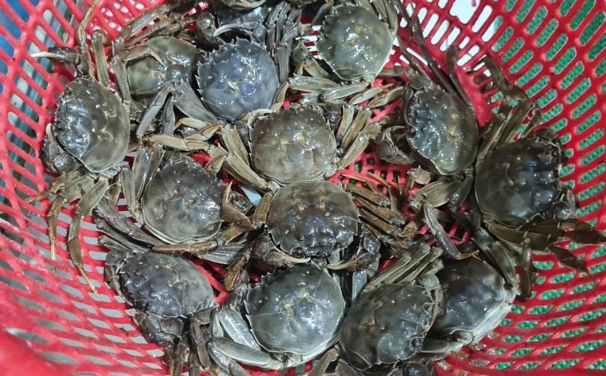 Loại cua quý hiếm ngon hơn ghẹ, 600.000 đồng/kg vẫn khó mua