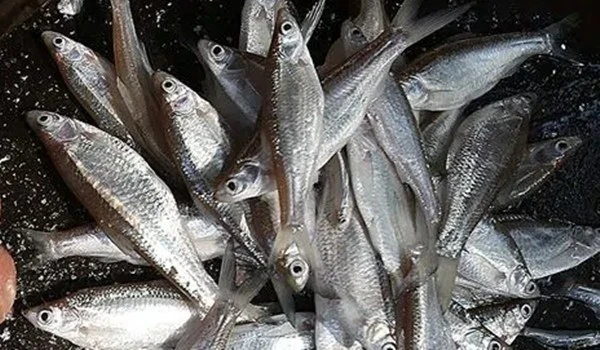 Loại cá trước cho lợn ăn, nay thành đặc sản 300.000 đồng/kg