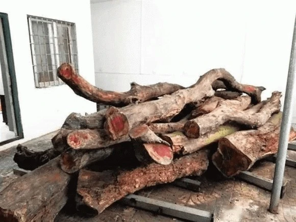 Tận thấy loại gỗ xưa làm củi đun nay giá 50 tỷ đồng