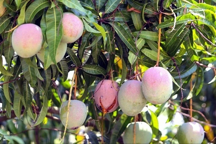 Xoài Úc rớt giá thê thảm, rụng la liệt khắp vườn