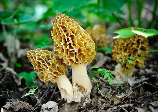 Nấm dại xấu xí "quý như vàng", hơn chục triệu đồng/kg
