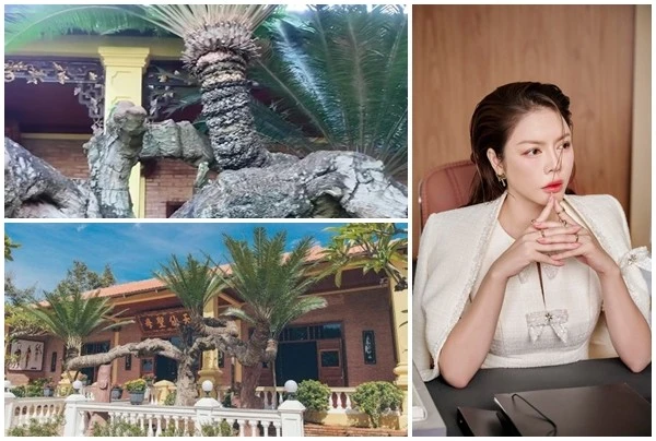 Loài cây độc nhất Việt Nam trong biệt phủ của Lý Nhã Kỳ 