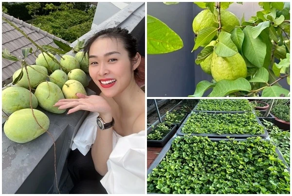 Bên trong nhà phố ngập hoa và rau xanh của Diệp Bảo Ngọc 