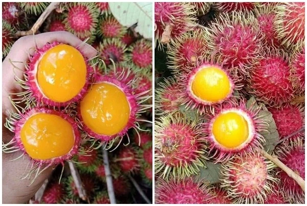 Chị em thi nhau mua chôm chôm ruột vàng độc lạ 