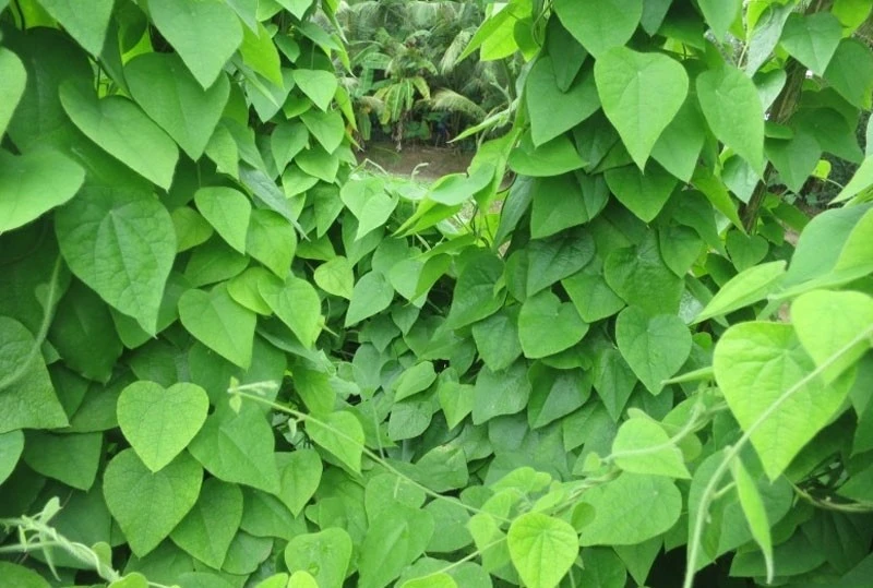 Cây dại ở Việt Nam bất ngờ thành đặc sản hái là có tiền