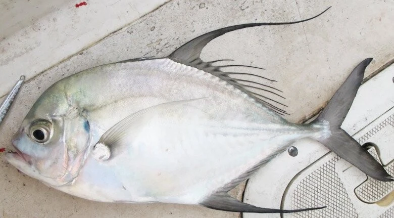 Loại cá xưa không ai ngó nay thành đặc sản 200.000 đồng/kg