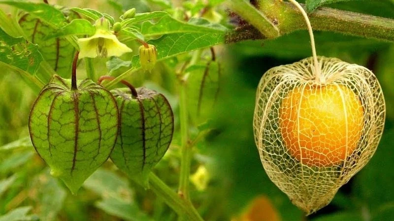 Bất ngờ quả dại ở Việt Nam sang Nhật gần 3 triệu đồng/kg 