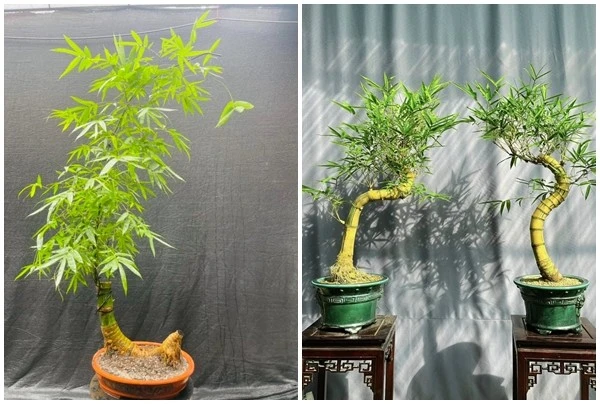 Loại cây mọc đầy đường lên đời thành bonsai giá hàng trăm triệu đồng 