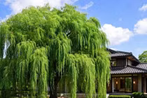 Gallery - Cây cảnh lá như sương khói, hoa tựa mật ngọt, trồng ở sân tài lộc vững bền - image 17
