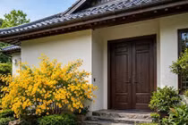 Cây cảnh rực rỡ như mặt trời, nuôi dưỡng khí lành, thu hút tài lộc 
