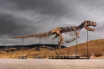 Hóa thạch khủng long T.rex được bán đấu giá khiến giới khoa học lo lắng