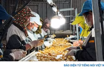Nghị quyết 68 tạo 'đường băng' để doanh nghiệp tư nhân cất cánh