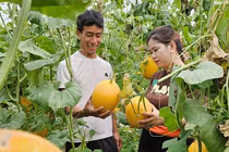 Chàng trai Huế về quê trồng dưa lưới, thu trăm triệu mỗi năm