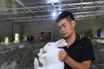 Về quê sau hơn 10 năm ở nước ngoài, 9X Nghệ An thành công với trại thỏ
