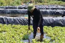 9X Nghệ An bỏ việc lương nghìn USD, nuôi ốc thu gần 300 triệu