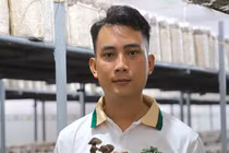 Tốt nghiệp ba ngành, 9X về quê khởi nghiệp với nấm mối đen