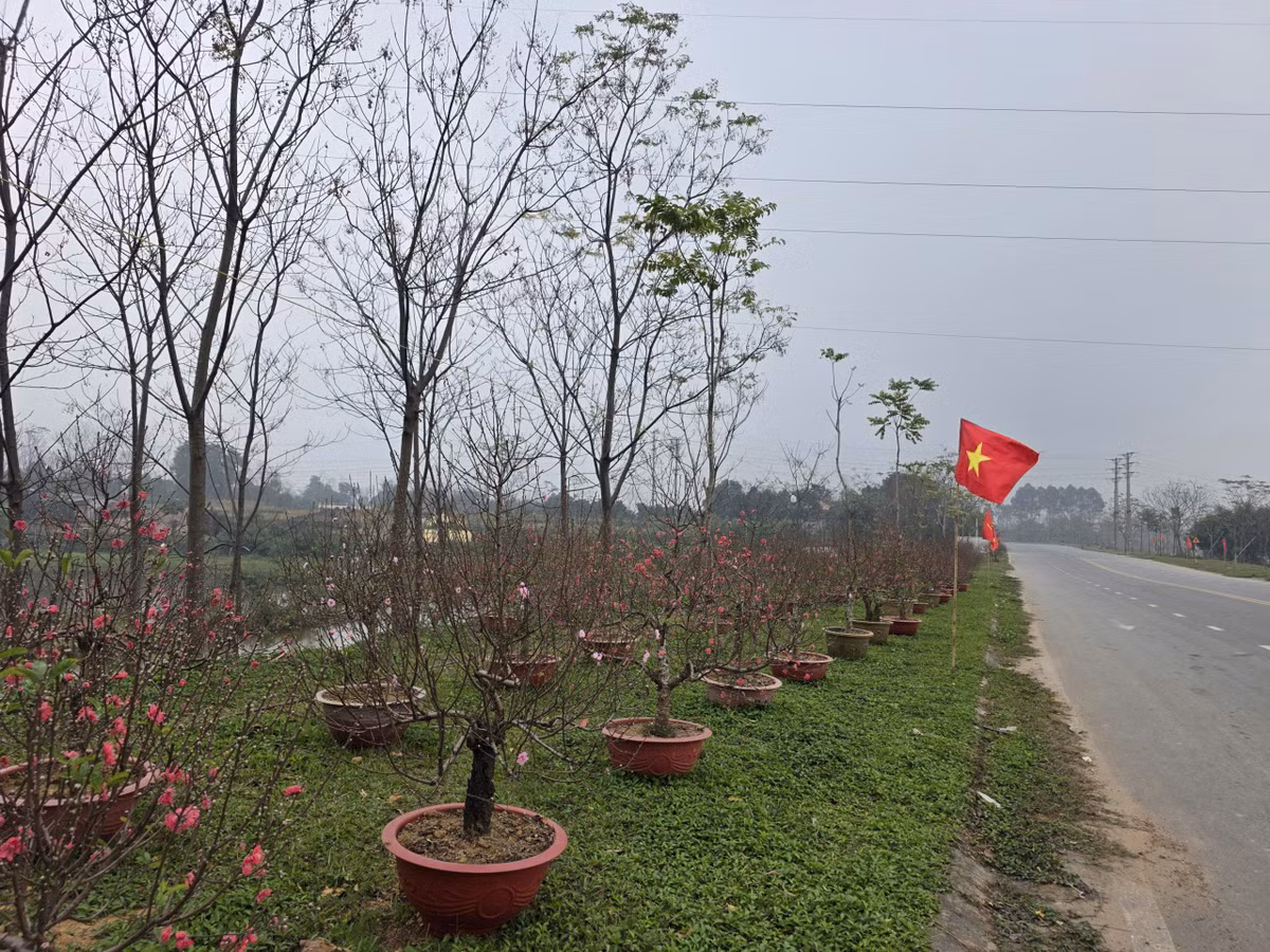 Hoa Đào ở đây có nhiều chủng loại, từ đào đỏ, đào phai, đào cánh trắng với nhiều vóc dáng và giá tiền khác nhau, phù hợp với túi tiền của nhiều người.