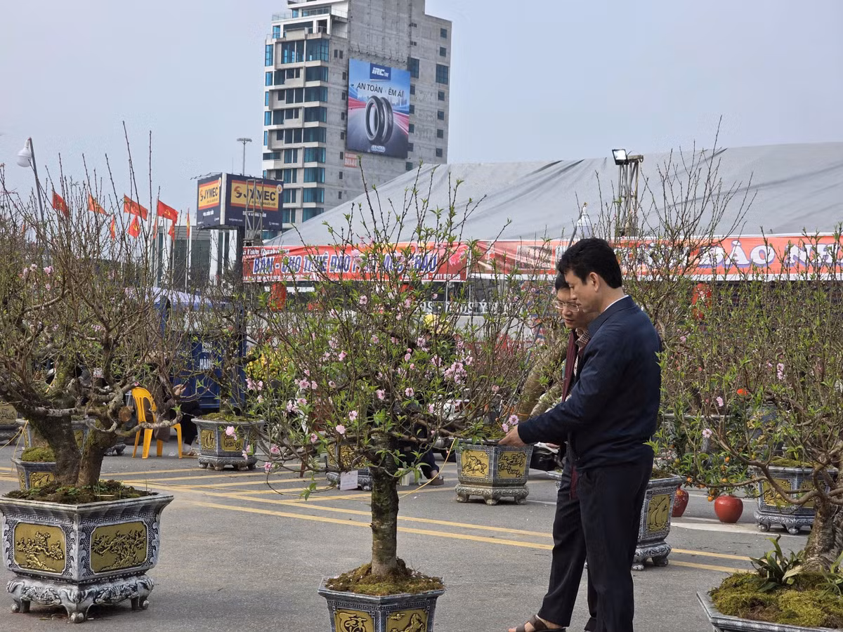 Tại khu trưng bày cây cảnh, người dân chăm chú ngắm nhìn từng gốc đào, chậu quất, hỏi giá và trao đổi kinh nghiệm chăm sóc cây. Một số người cẩn thận lựa chọn những cành đào ưng ý để mang không khí Tết về nhà.