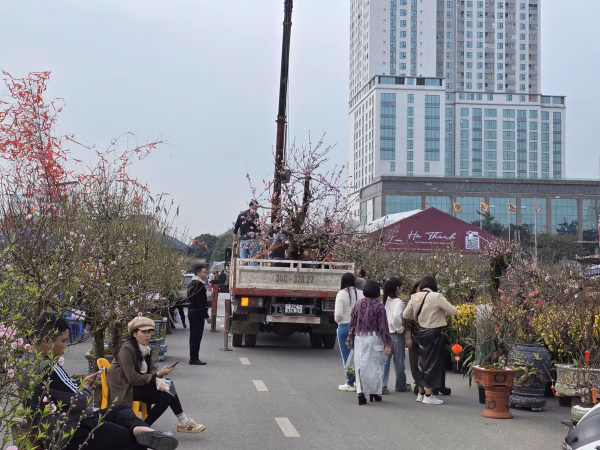 Sau khi lựa chọn và thỏa thuận giá cả thành công, những cây đào, cây quất sẽ được cẩu kéo về nhà bằng xe chuyên dụng hoặc buộc cẩn thận trên xe máy, xe ba gác.