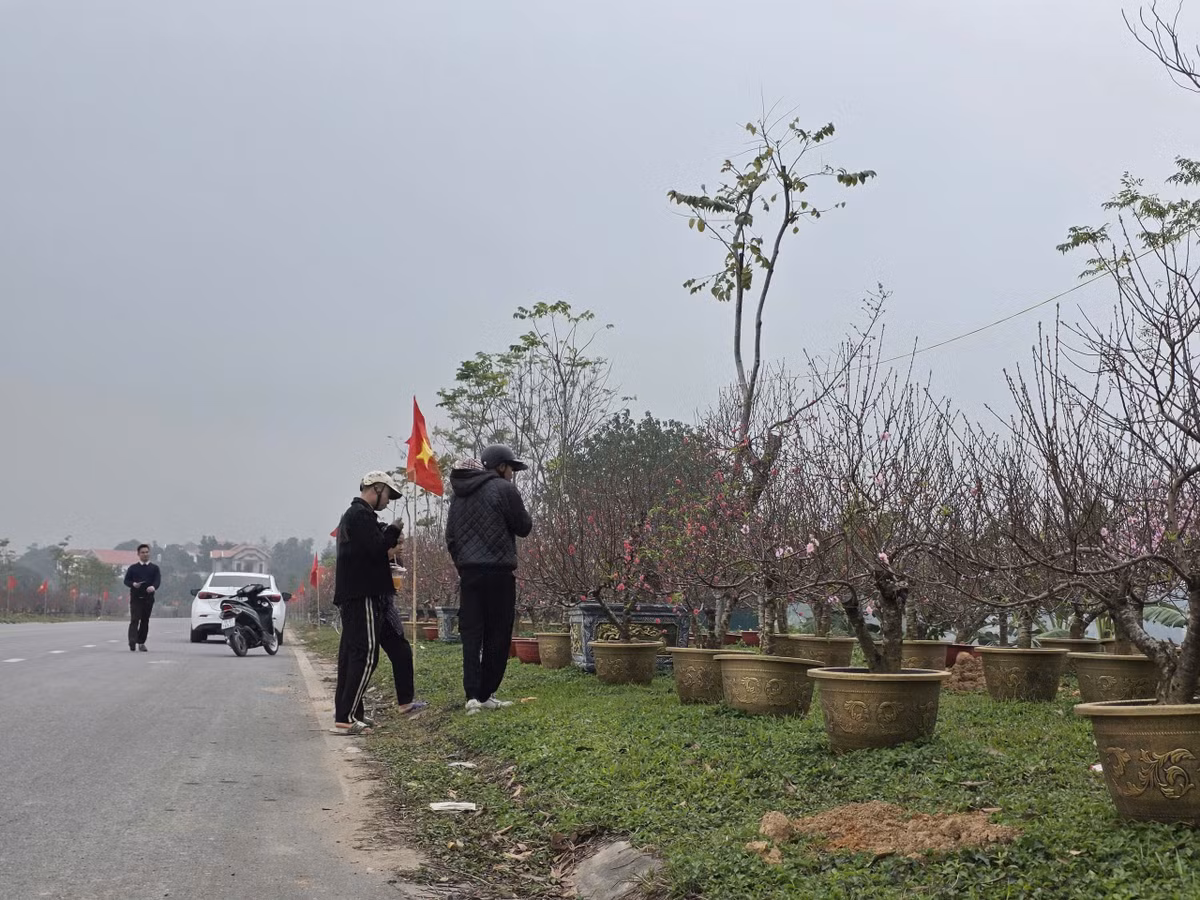 Khách mua đào chủ yếu lựa chọn các cây vừa và nhỏ, phù hợp túi tiền và dễ dàng vận chuyển, chăm sóc...