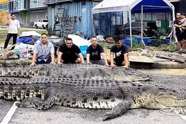 Hơn chục người ở Malaysia 'chiến đấu' để tiêu diệt cá sấu 'khủng'