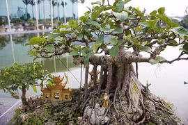 Chặt 5 cây kiêng kỵ trước nhà dễ tán tài, họa đến