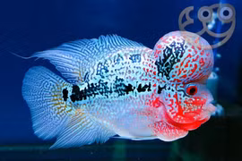 Những loài cá độc lạ đắt đỏ nhất thế giới, dân chơi ráo riết 'săn lùng'